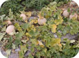 Fusarium wilt in cantaloupe