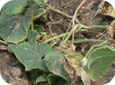 Fusarium wilt infected leaf