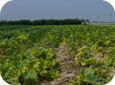 Phytophthora infected zucchini field