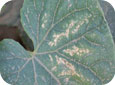 Gummy stem blight leaf lesions