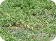 Verticillium will affected patch in a watermelon field