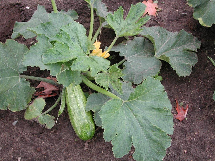 watermelon plant leaves. Infected leaves become mottled