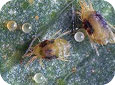 Two-spotted spider mites and eggs 