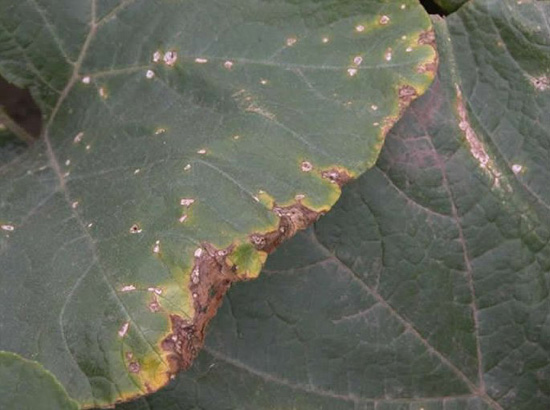 Angular lesions with hollow centres on a cucurbit leaf 
