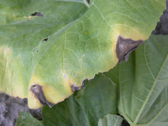 Wilting cucurbit leaf with V-shaped lesions