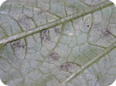 Greyish purple sporulation on the underside of a leaf caused by downy mildew