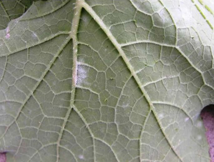 White spores on the underside of a leaf 