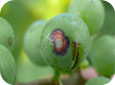 Early anthracnose lesion on berry