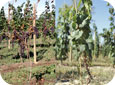 Plant decline due to crown gall