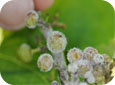 Downy mildew on small berry