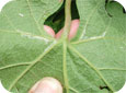 Downy mildew on sporulating along veins on underside of leaf