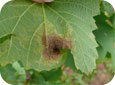 Old downy mildew lesion