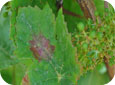  "Oil spot" on the upper leaf surface of red variety