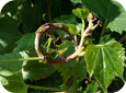 Twisted shoot infected with downy mildew