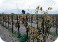 Effects of grapevine fanleaf in a vineyard in California.