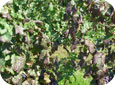Le virus de l'enroulement de la vigne sur les raisins Cabernet Franc
