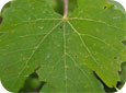 Early phomopsis on leaves