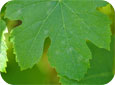 Powdery mildew on upper surface of leaf