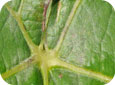 Cleistothecia on upper surface