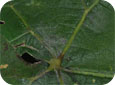 Cleistothecia on upper surface