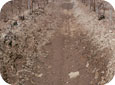 Poorly drained compacted soil in vineyard