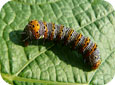 Eight spotted forester larva