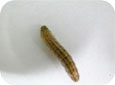 Climbing cutworm larva