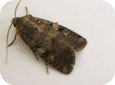 Dark sided cutworm moth