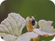 Adult flea beetle on bud