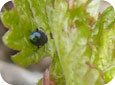 Adult flea beetle on bud
