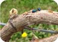 Adult flea beetles and bud injury