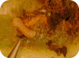 Le stade larvaire du charançon gallicole de la vigne