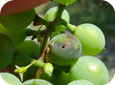 Grape berry moth larva in a berry