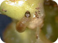 Early instar GBM larva with dark head capsule