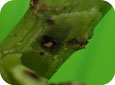 Grape cane girdler larva