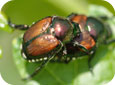 Japanese beetle adults mating