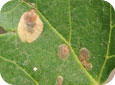 Blotch leafminer early and later blotches