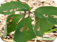 Blotch leafminer on Virginia creeper in vineyards