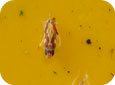 Virginia creeper leafhopper adult