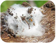 Spider nest - not mealybug