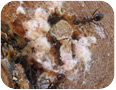 Ants tending mealybug