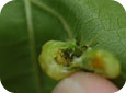 Adult female and eggs in gall