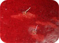 Spotted wing drosophila damage