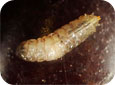 Spotted wing drosophila larva