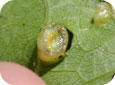 Le stade larvaire du cécidomyie gallicole de la vigne