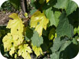 Iron deficiency in grapevines