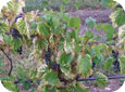 Magnesium deficiency in grapevines