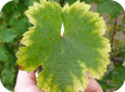 Magnesium deficiency in grapevines