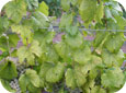 Nitrogen deficiency in grapevines