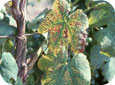 Potassium deficiency in grapevines